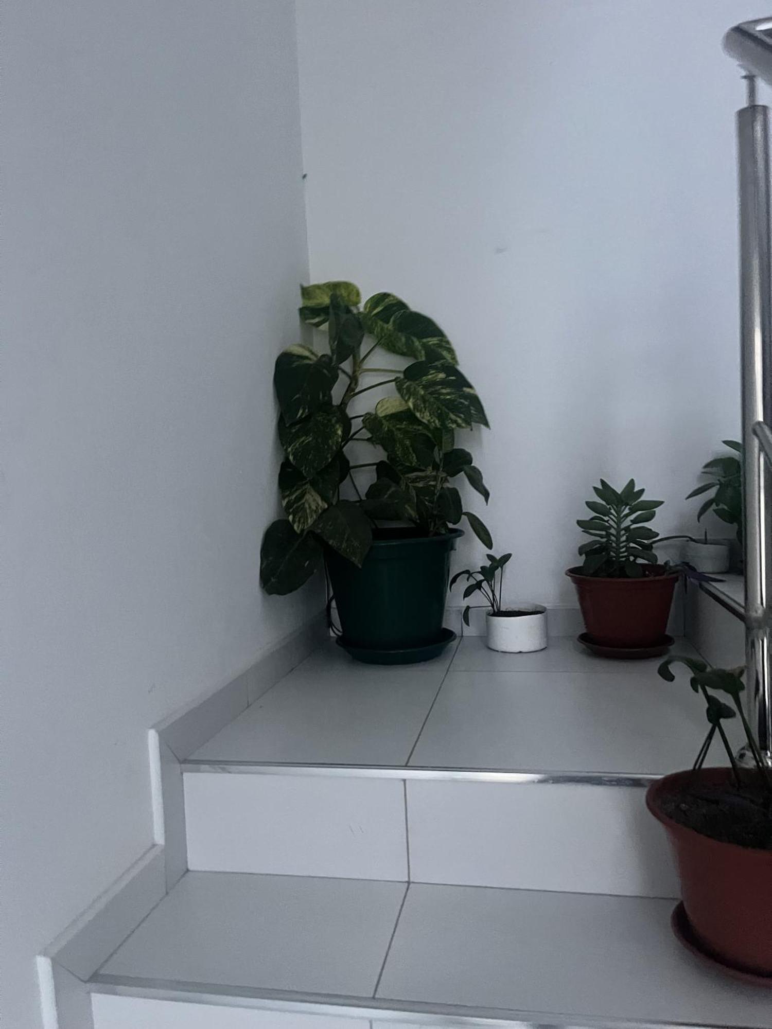 Apartament Oasis De Retour Ponta Do Sol Zewnętrze zdjęcie
